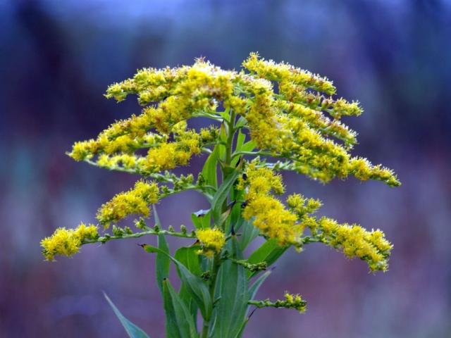 cute yellow wilfdflower pic.jpg