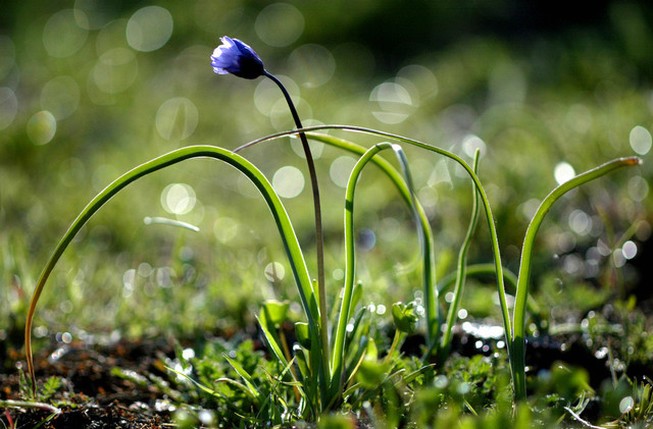 dark purple wildflower picture.jpg