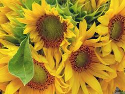 sunflowers bouguet.jpg