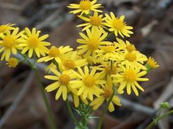 dark yellow wildflowers.jpg