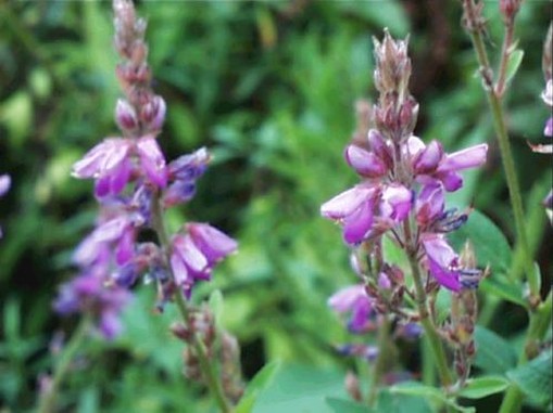 Desmodium canadensis  wildflowers.jpg