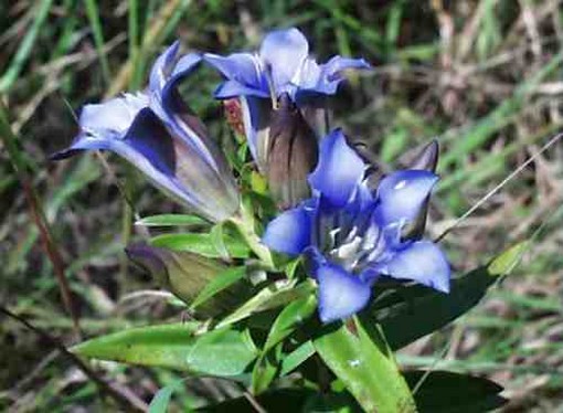 Downy Gentian picture.jpg