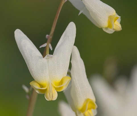 Dutchman Breeches picture.jpg