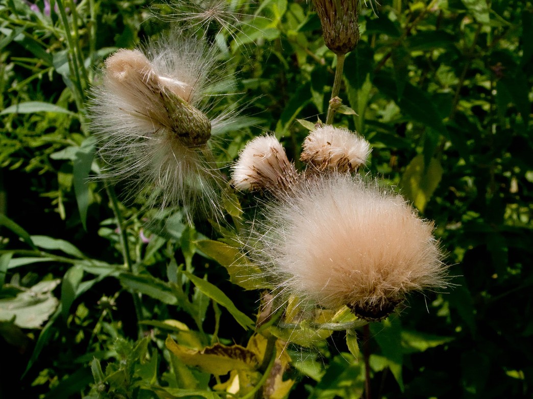 funky wildflower.jpg