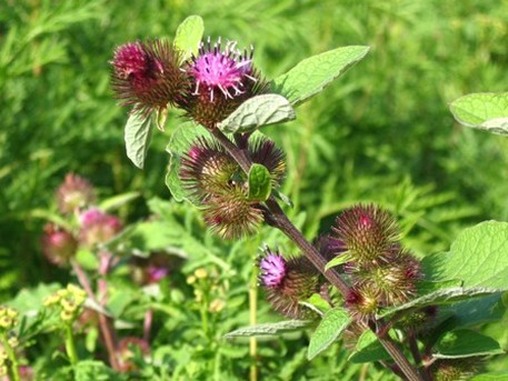 funky wildflowers.jpg