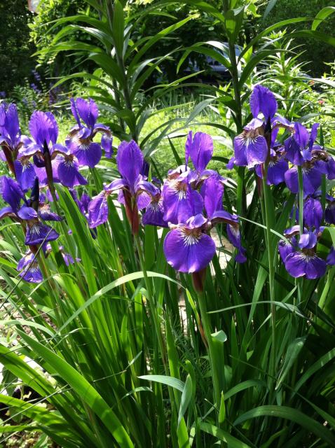 Siberian Iris by the lily pond.