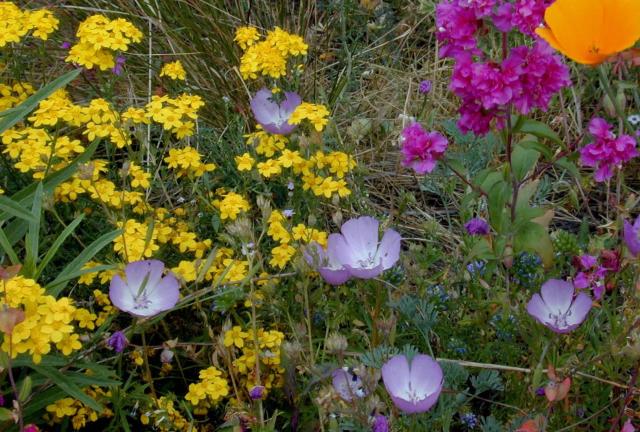 garden wildflowers photo.jpg