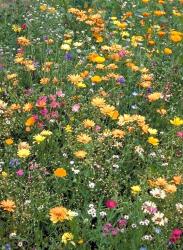 garden wildflowers picture.jpg