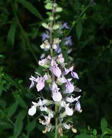 Germander photos.jpg