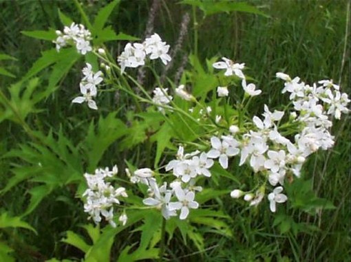Glade Mallow picture.jpg