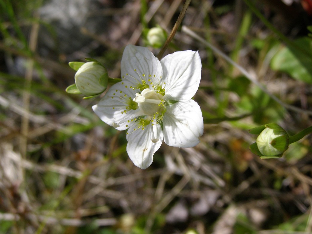 Grass of Parnassus_white wildflowers pic.jpg