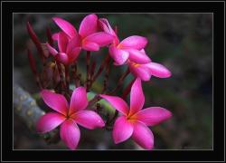 Pink Frangipani.jpg