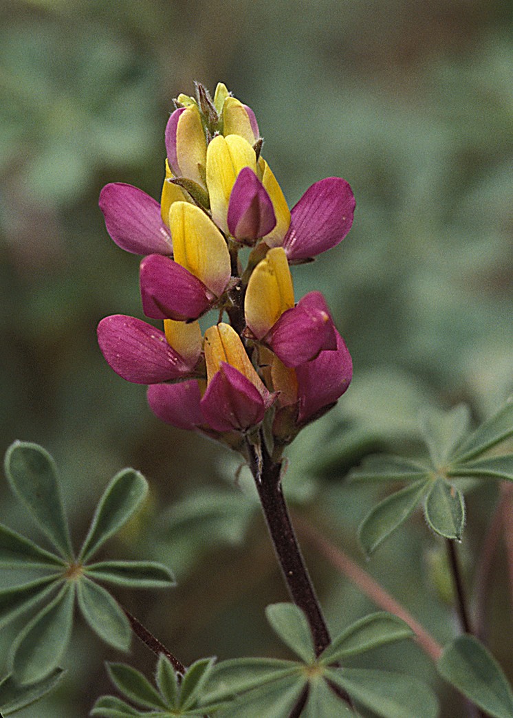 Harlequin Lupine picture.jpg