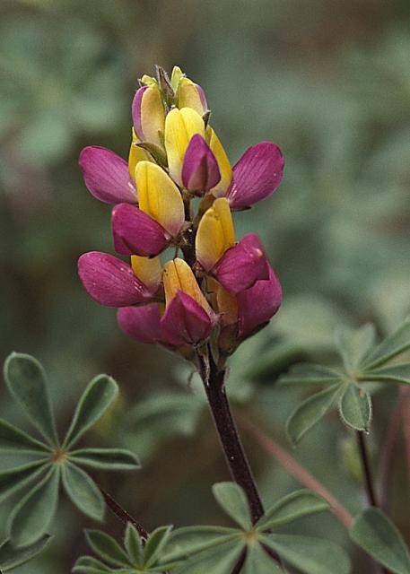 Harlequin Lupine picture.jpg