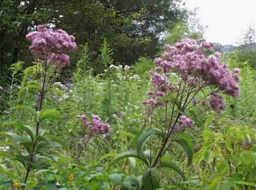Joe Pye Weed photo.jpg