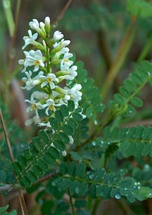 Kidney Wood or Bee bush.jpg