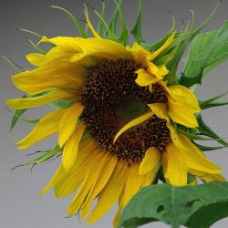 sunflower seedling picture.jpg