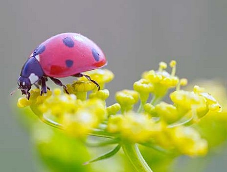 ladybug on wildflower yellow.jpg