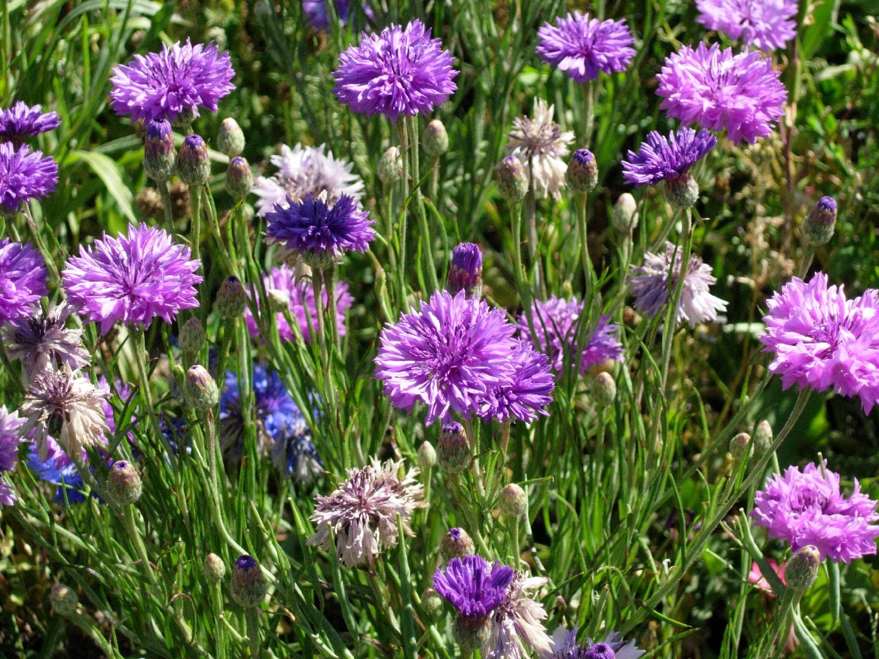 light and dark purple wildflower photo.jpg