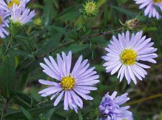 light purple Sky Blue Aster.jpg