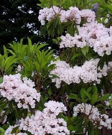 light wildflowers pics.jpg