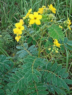 Lindheimer's senna.jpg