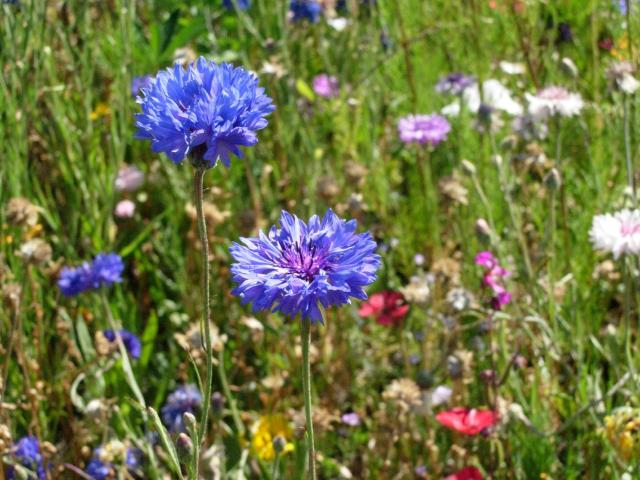 mix wildflowers photos.jpg