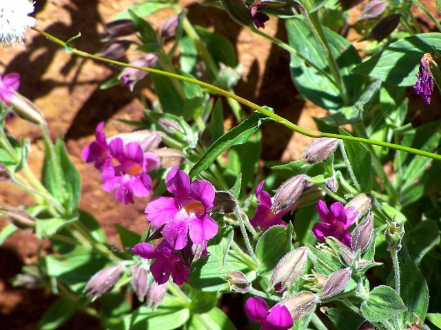 mount rainier purple wildflowers.jpg