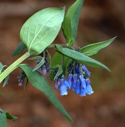 Mountain Bluebells wildflowers.jpg
