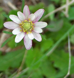 nation Pink Ten Petal Anemone.jpg