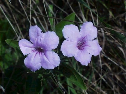 nation Wild Petunia.jpg