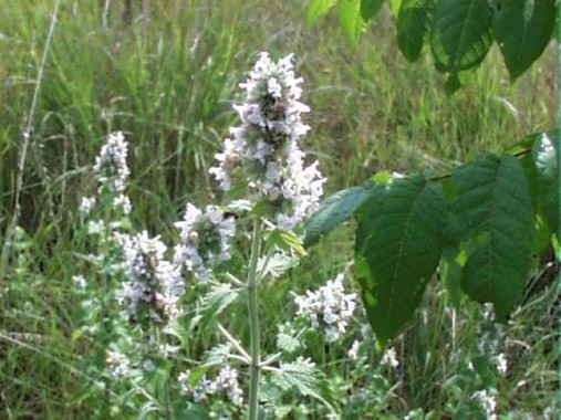 Nepeta cataria wildflowers picture.jpg