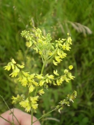 noid weed-wildflower.jpg