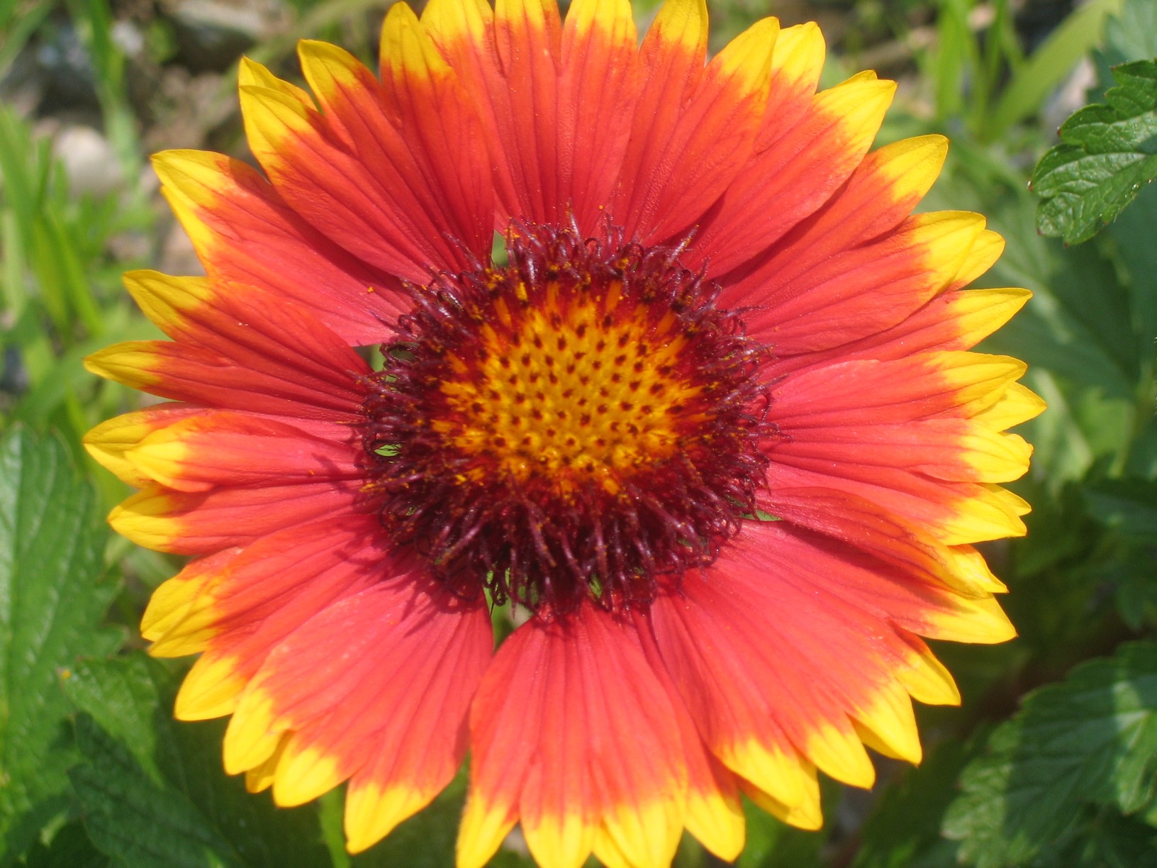orange and yellow wildflower.jpg