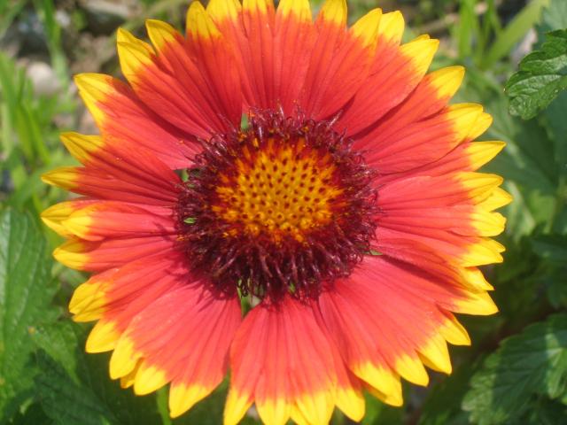 orange and yellow wildflower.jpg