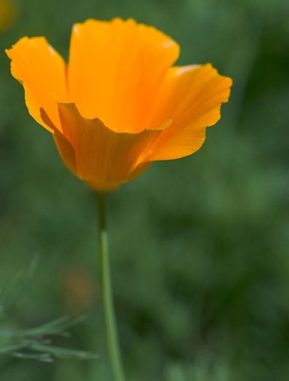 orange pop wildflower.jpg