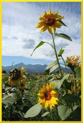 sunflower picture frame.jpg