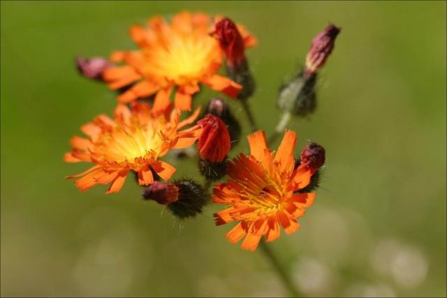orange wildflower.jpg