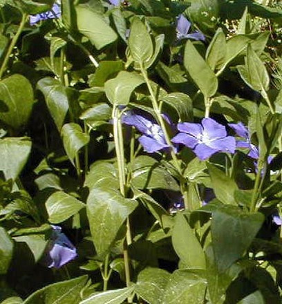 photo of wildflower purple.jpg