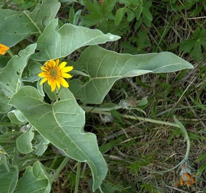 photo of yellow wildflower.jpg