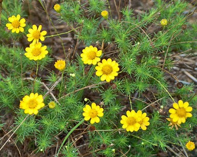 picture of bright yellow wildflower.jpg