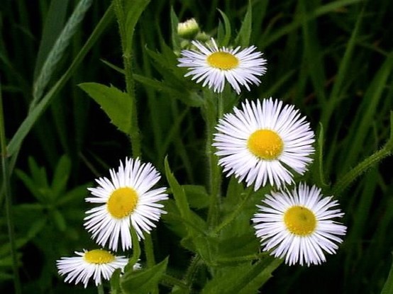picture of Daisy wildflowers.jpg