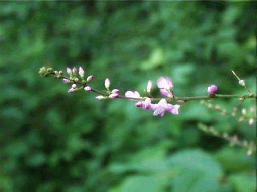 picture of Desmodium glutinosum.jpg