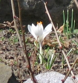 picture of single White wildflower.jpg