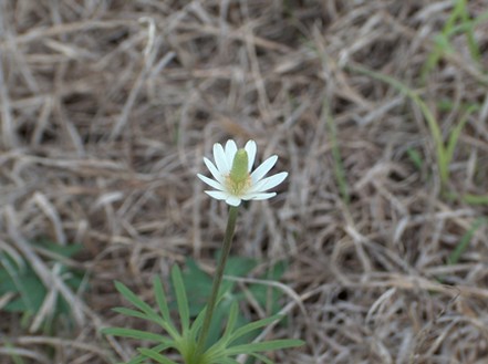 picture of white wildflower.jpg