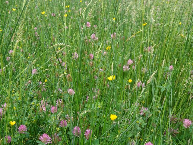 picture of wildflowers in nature.jpg