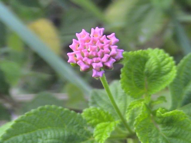 pink wildflower photo.jpg
