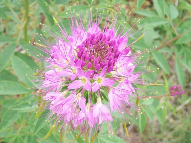 pink wildflower picture.jpg