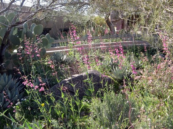 pink wildflowers pic.jpg