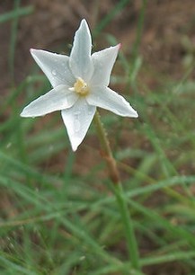 Prairie lily wildflower.jpg